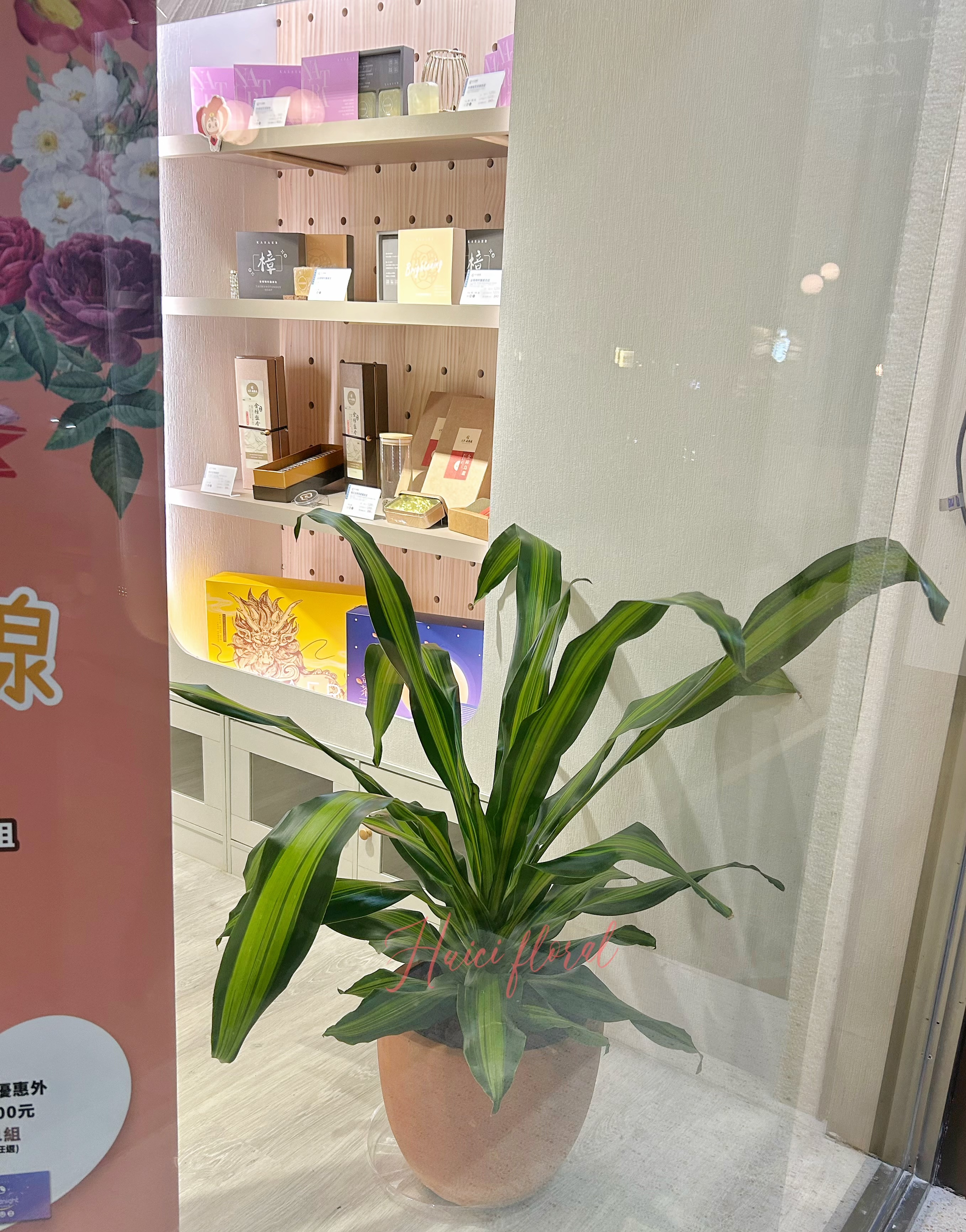 辦公室 門市 住家 盆景 綠化